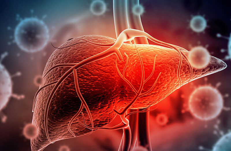 A healthy liver increases the immune system and 9 good habits for the liver that you should know